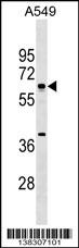 MTF2 Antibody