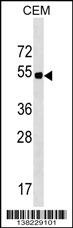 ELL3 Antibody