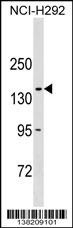 COL20A1 Antibody