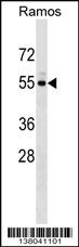 UNC5CL Antibody