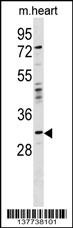 OTP Antibody