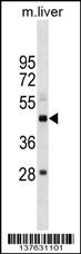 SETD4 Antibody