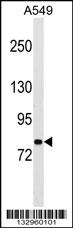 PCDHA1 Antibody