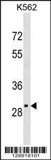 OR4S2 Antibody