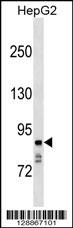 NAALADL1 Antibody