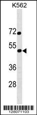 SS18L1 Antibody