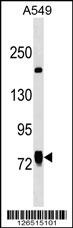 LINS Antibody
