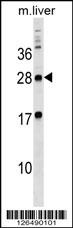 MPZL3 Antibody