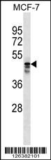 MUDEN Antibody