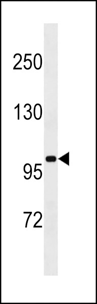 SLN13 Antibody