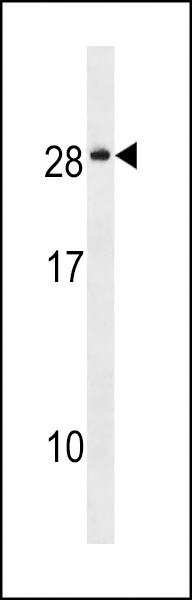 NKAIN4 Antibody