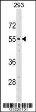 NT5DC2 Antibody