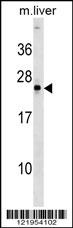 NOG Antibody