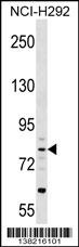CRTAC1 Antibody