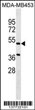NPNT Antibody