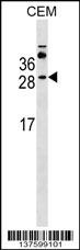 MS4A3 Antibody