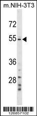 GPT2 Antibody