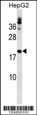 LHFP Antibody