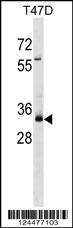 MYEOV Antibody