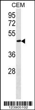 FBLN5 Antibody