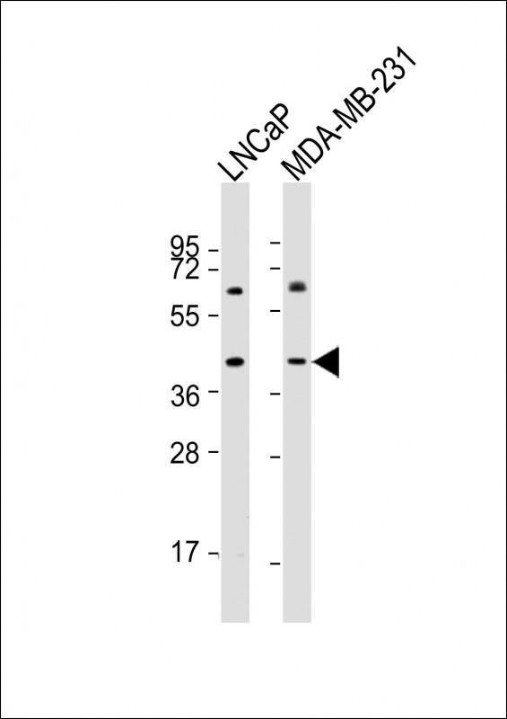 LGALS8 Antibody