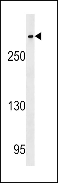CENPE Antibody