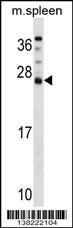 DNAJC5B Antibody