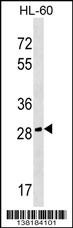 CGREF1 Antibody