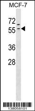 ZNF383 Antibody
