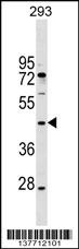 MAEA Antibody