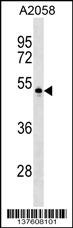 PVRL4 Antibody