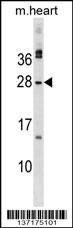 MSC Antibody