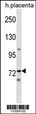 Mouse Sgk071 Antibody