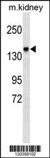 ITGA2 Antibody