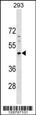 PNMA5 Antibody