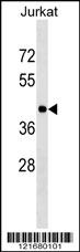 HLA-C Antibody