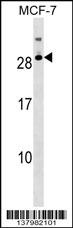 RNASE11 Antibody