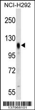 PROM2 Antibody