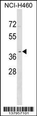 OR2Y1 Antibody