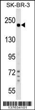 SHROOM2 Antibody