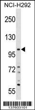 PLEKHA6 Antibody