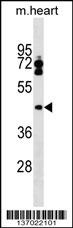 LPXN Antibody