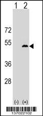 LPXN Antibody