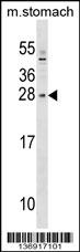 SIX6 Antibody