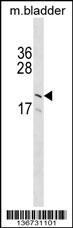 GP9 Antibody