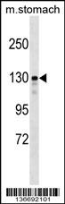 SRGAP1 Antibody