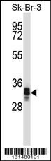 UBXN10 Antibody