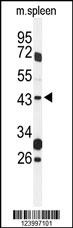 GPR157 Antibody