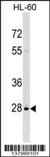 PPIL6 Antibody