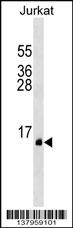 PATE1 Antibody